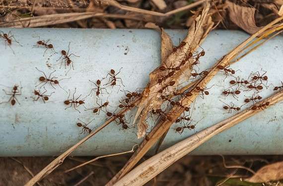 Ant Control Abu Dhabi